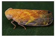 FLOW planthopper fulgoroidea fulgoromorpha insect